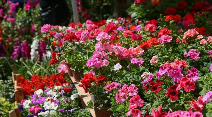 Bayındır Çiçek Festivali Nerede, Nasıl Gidilir