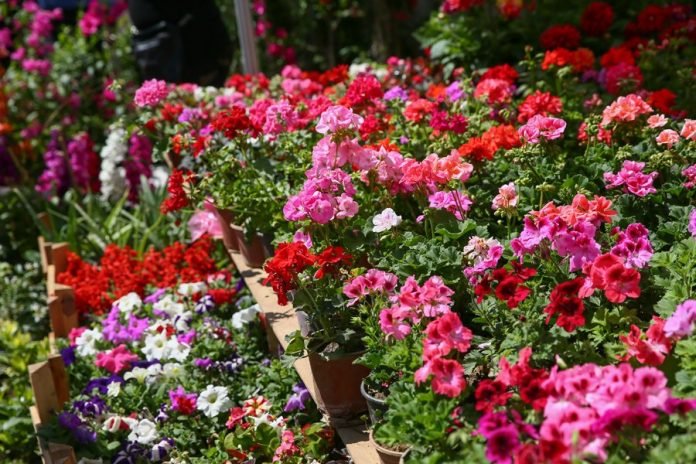 Bayındır Çiçek Festivali Nerede, Nasıl Gidilir